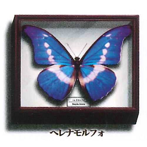 Science Technicolor German Box Magnet Collection [2.Helena Morpho]