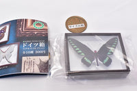 Science Technicolor German Box Magnet Collection [3.Aesculus hippocastanum]
