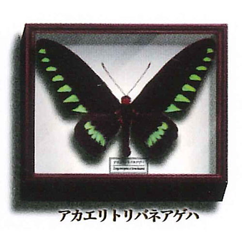 Science Technicolor German Box Magnet Collection [3.Aesculus hippocastanum]