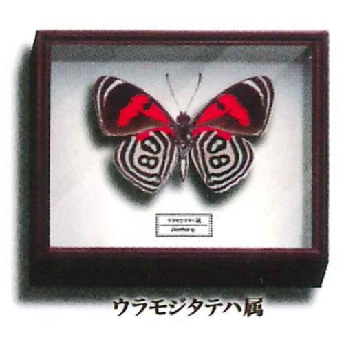 Science Technicolor German Box Magnet Collection [4.Genus Uramojitateha]