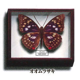 Science Technicolor German Box Magnet Collection [5.Great purple emperor]