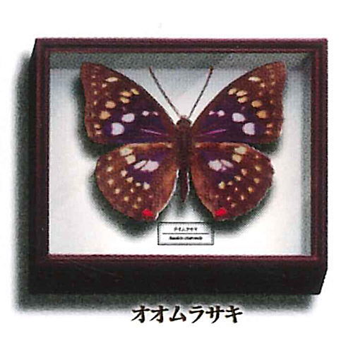 Science Technicolor German Box Magnet Collection [5.Great purple emperor]