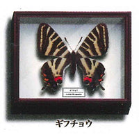 Science Technicolor German Box Magnet Collection [6.Japanese luehdorfia]
