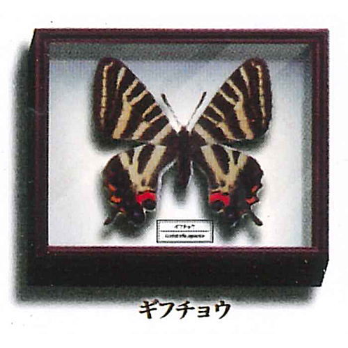 Science Technicolor German Box Magnet Collection [6.Japanese luehdorfia]