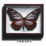Science Technicolor German Box Magnet Collection [7.Chestnut tiger]