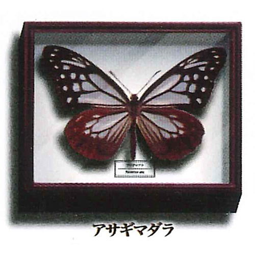 Science Technicolor German Box Magnet Collection [7.Chestnut tiger]