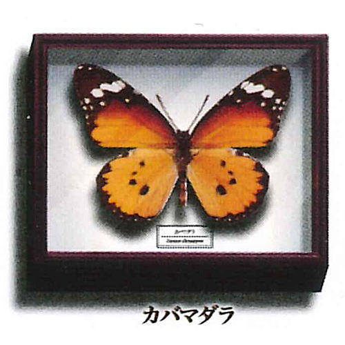 Science Technicolor German Box Magnet Collection [8.Plain tiger]