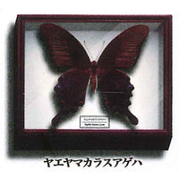 Science Technicolor German Box Magnet Collection [9.Yaeyama Chinese Peacock Butterfly]