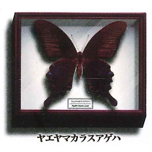 Science Technicolor German Box Magnet Collection [9.Yaeyama Chinese Peacock Butterfly]
