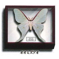 Science Technicolor German Box Magnet Collection [10.Actias aliena]