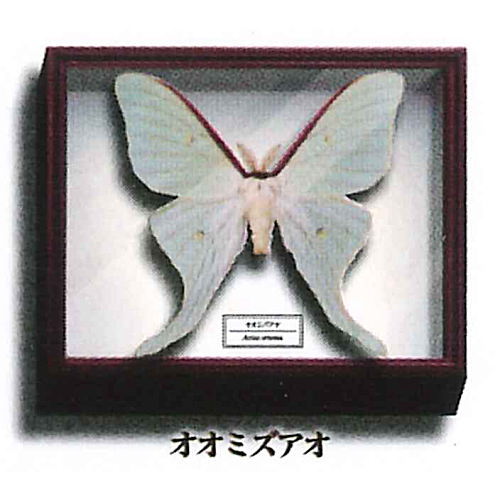 Science Technicolor German Box Magnet Collection [10.Actias aliena]