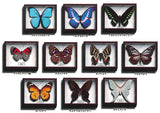 Science Technicolor German Box Magnet Collection [All 10 type set(Full Complete)]