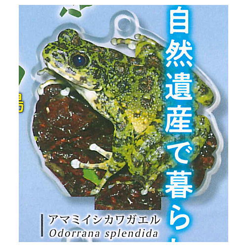 Nature Technicolor World Natural Heritage Amami Oshima, Tokunoshima, Northern Okinawa Island and Iriomote Island Acrylic Mascot [4.Odorrana splendida]