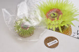 Nature Techni Color MONO PLUS Seaside creatures Magnet & Ball Chain [6.Anthopleura fuscoviridis (Magnet)]