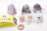 Panda's ana ZOO ZOO ZOO himananone Special color ver. [All 6 type set(Full Complete)]