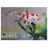 Goldfish 3D picture book Full colored figure [1.Shubunkin]