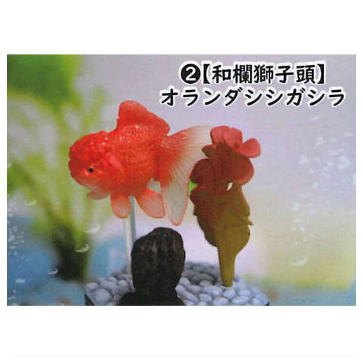 Goldfish 3D picture book Full colored figure [2.Oranda]