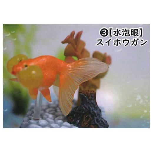 Goldfish 3D picture book Full colored figure [3.Bubble Eye]