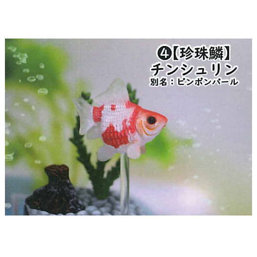 Goldfish 3D picture book Full colored figure [4.Pearlscale]