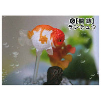 Goldfish 3D picture book Full colored figure [6.Ranchu]