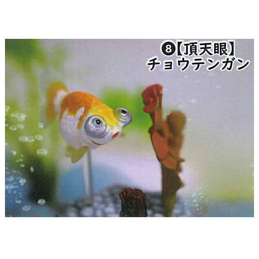 Goldfish 3D picture book Full colored figure [8.Celestial Eye]