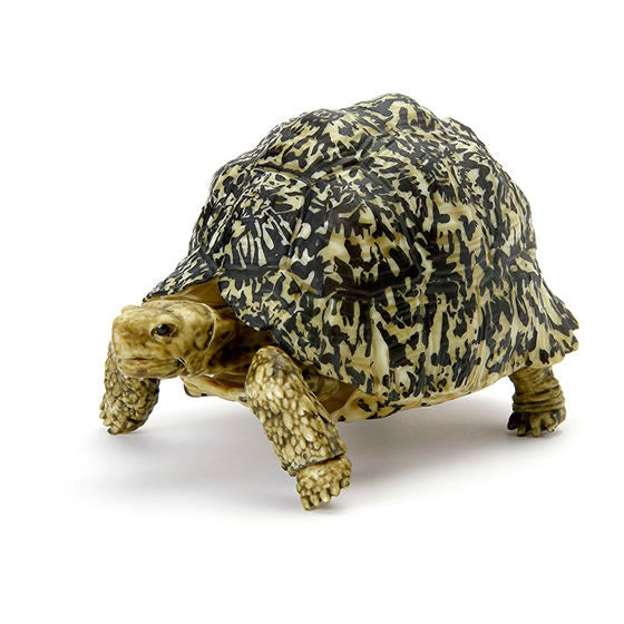 Turtle 05 Gashapon [1.Leopard Turtle (Adult)]