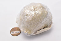 Turtle 05 Gashapon [2.Leopard Turtle (Leucistic adult)]