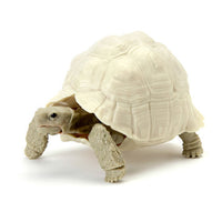 Turtle 05 Gashapon [2.Leopard Turtle (Leucistic adult)]