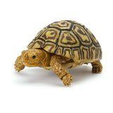 Turtle 05 Gashapon [3.Leopard Turtle (Juvenile)]