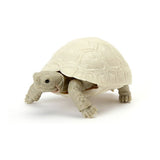 Turtle 05 Gashapon [4.Leopard Turtle (Leucistic juvenile)]