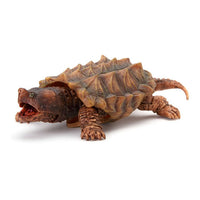 Turtle 05 Gashapon [5.Alligator snapping turtle (Golden)]