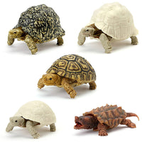 Turtle 05 Gashapon [All 5 type set (Full Complete)]