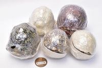 Turtle 05 Gashapon [All 5 type set (Full Complete)]