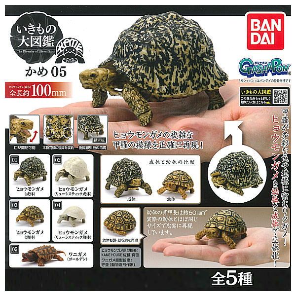 Turtle 05 Gashapon [All 5 type set (Full Complete)]