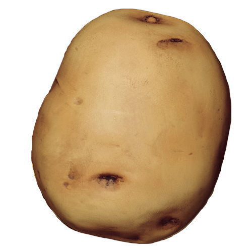 TAMA-KYU Capsule Potato [5.Baron potato]