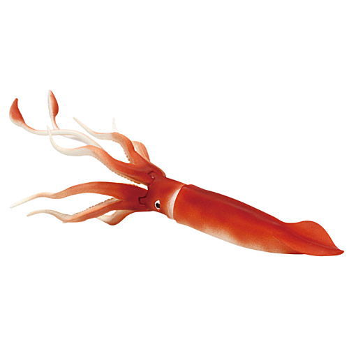 The secret of the deep sea [3.Giant squid B]