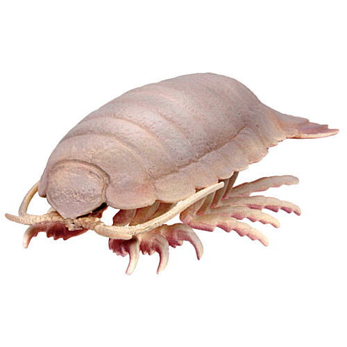 The secret of the deep sea [4.Giant isopod]