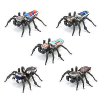 Peacock spider [All 5 type set (Full Complete)]