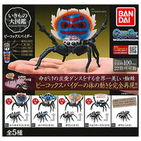 Peacock spider [All 5 type set (Full Complete)]