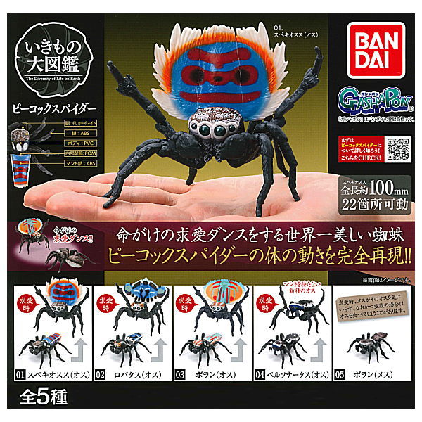 Peacock spider [All 5 type set (Full Complete)]