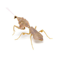 Mantis 02 Deroplatys [2.Deroplatys lobata (light brown)]