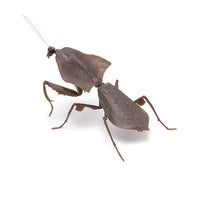 Mantis 02 Deroplatys [3.Deroplatys mantis (dark brown)]