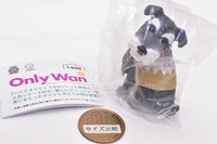 Only Wan ! Vol.1.5 [1.George (Miniature Schnauzer)]