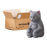 Machiboke Neko [4.Exotic shorthair]