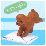 Zokin duty best Wan! [3.Toy poodle]