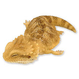 African fat-tailed gecko and bearded dragon Good night series [5.Normal bearded dragon]