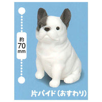 Munyatto A big French bulldog [7.One-sided pied (Sitting)]