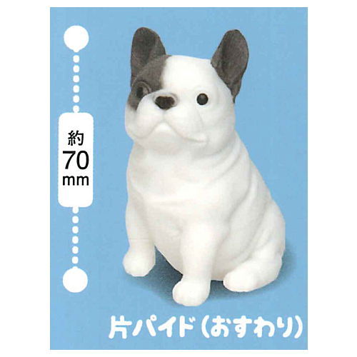 Munyatto A big French bulldog [7.One-sided pied (Sitting)]