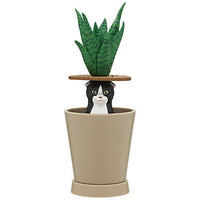 Detekuru Cat! [4.Sansevieria x Hachiware]