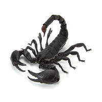 Encyclopedia of creatures Scorpion [1.Emperor Scorpion (Large)]